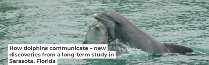 Bottlenose dolphins are social creatures that use whistles and clicks to communicate with each other. Brookfield Zoo Chicago's Sarasota Dolphin Research Program, taken under NMFS MMPA Scientific Research Permit